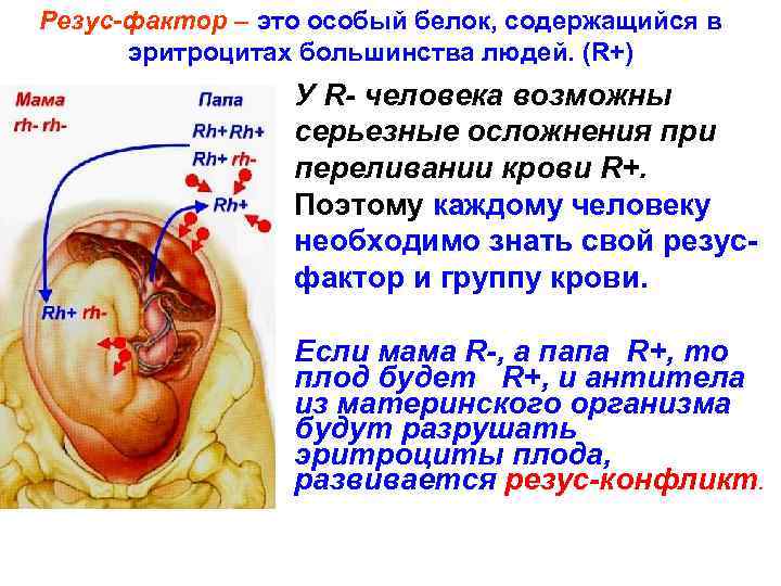 Резус-фактор – это особый белок, содержащийся в эритроцитах большинства людей. (R+) У R- человека