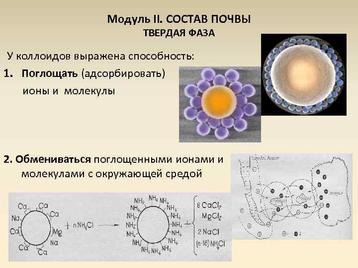 Модуль II. СОСТАВ ПОЧВЫ ТВЕРДАЯ ФАЗА У коллоидов выражена способность: 1. Поглощать (адсорбировать) ионы