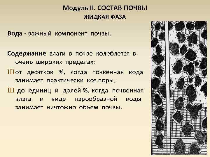 Модуль II. СОСТАВ ПОЧВЫ ЖИДКАЯ ФАЗА Вода - важный компонент почвы. Содержание влаги в