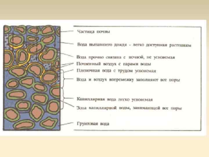 Виды почвенной воды. http: //www. ecosystema. ru/07 referats/slovgeo/662. htm 