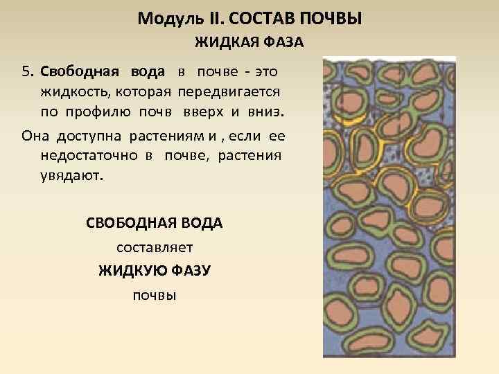 Жидкая фаза. Жидкая фаза почвы. Формы воды в почве. Формы воды в почве схема. Фазы почвы.