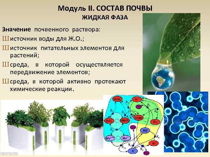 Почва источник питательных веществ для растений проект