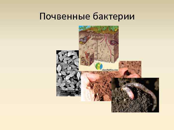Почвенные бактерии это. Микроорганизмы в почве. Почвенные бактерии гниения. Почвенные микробы. Микробы в почве.
