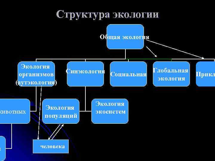 Структура экологии Общая экология Экология организмов (аутэкология) животных й Синэкология Социальная Глобальная Прикл экология