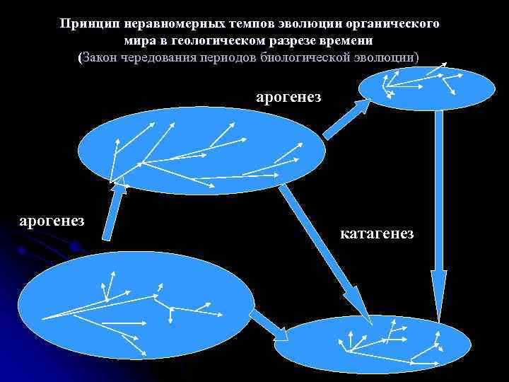 Принцип неравномерных темпов эволюции органического мира в геологическом разрезе времени (Закон чередования периодов биологической