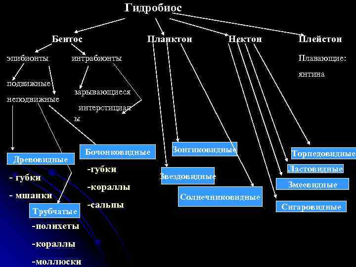 Гидробиос Бентос эпибионты подвижные неподвижные Планктон Нектон интрабионты Плейстон Плавающие: янтина зарывающиеся интерстициал ы