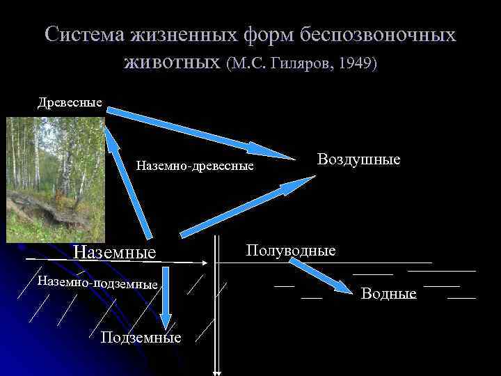 Система жизненных форм беспозвоночных животных (М. С. Гиляров, 1949) Древесные Наземно-древесные Наземно-подземные Подземные Воздушные
