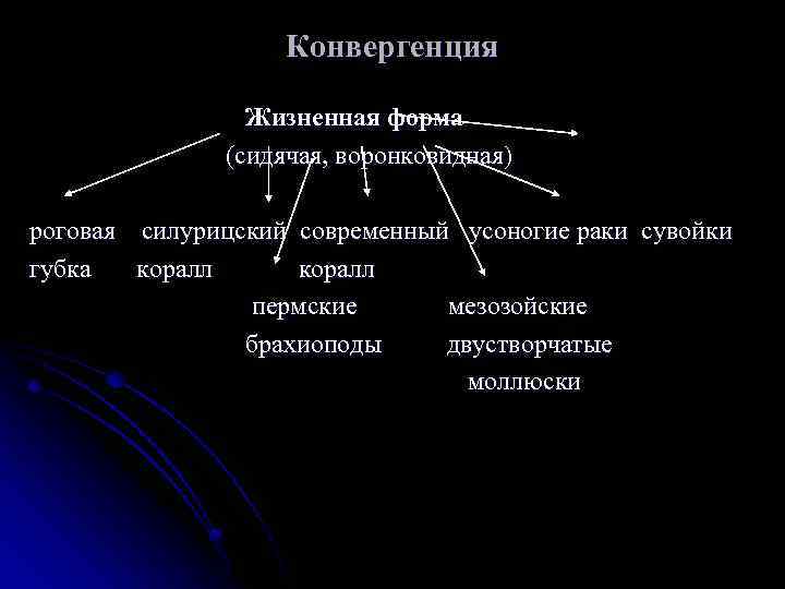 Конвергенция Жизненная форма (сидячая, воронковидная) роговая силурицский современный усоногие раки сувойки губка коралл пермские