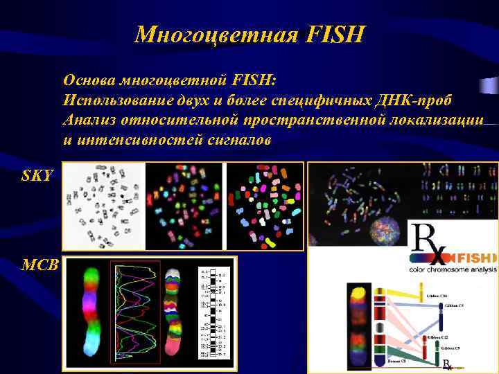 Многоцветная FISH Основа многоцветной FISH: Использование двух и более специфичных ДНК-проб Анализ относительной пространственной
