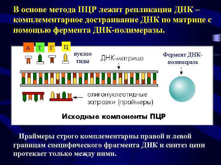 В основе метода ПЦР лежит репликация ДНК – комплементарное достраивание ДНК по матрице с