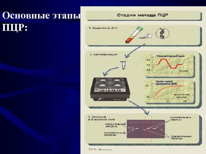 Основные этапы ПЦР: 
