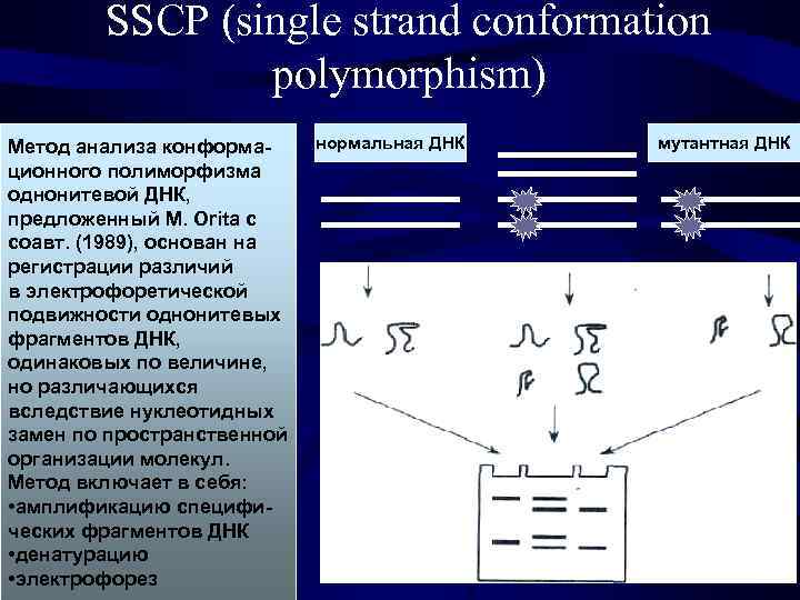 SSCP (single strand conformation polymorphism) Метод анализа конформационного полиморфизма однонитевой ДНК, предложенный М. Orita