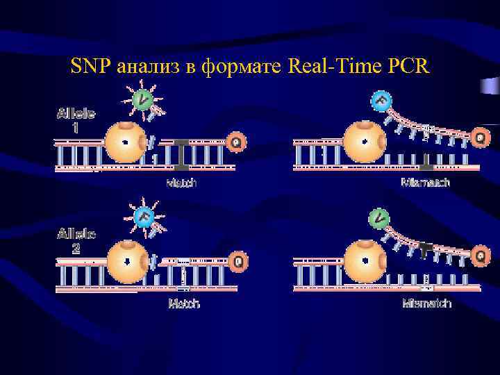 SNP анализ в формате Real-Time PCR 