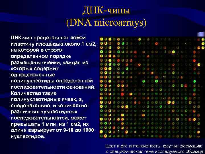 ДНК-чипы (DNA microarrays) ДНК-чип представляет собой пластину площадью около 1 см 2, на которой