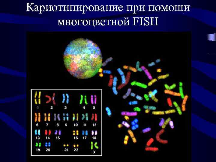 Кариотипирование при помощи многоцветной FISH 