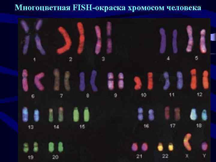 Многоцветная FISH-окраска хромосом человека 