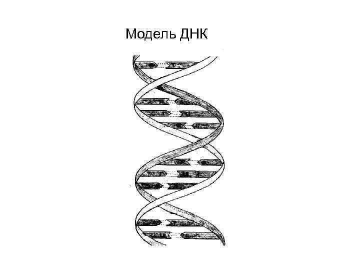 Модель ДНК 