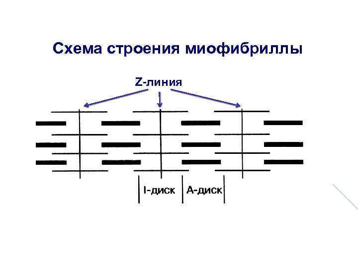 Организация миофибриллы схема