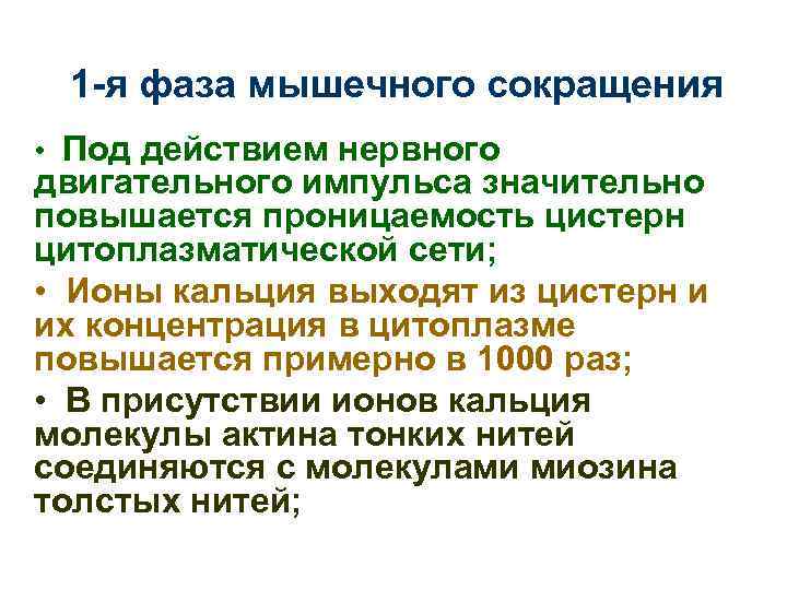 1 -я фаза мышечного сокращения • Под действием нервного двигательного импульса значительно повышается проницаемость
