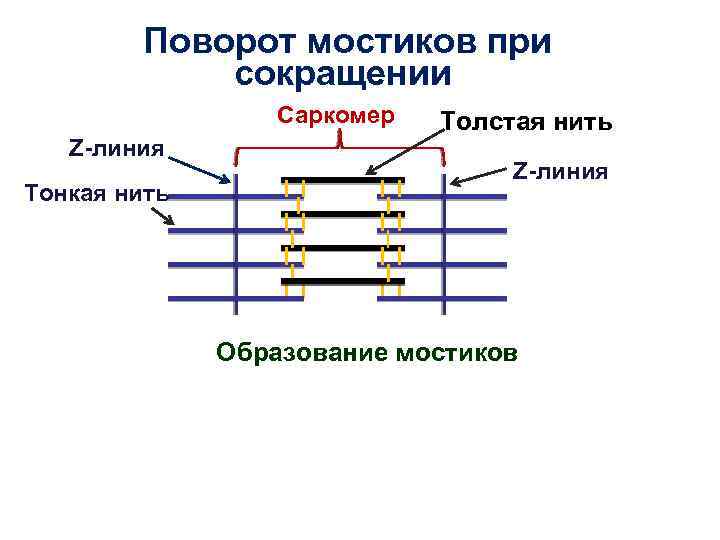 Поворот мостиков при сокращении Саркомер Z-линия Тонкая нить Толстая нить Z-линия Образование мостиков 