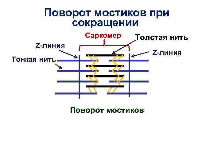Поворот мостиков при сокращении Саркомер Z-линия Толстая нить Z-линия Тонкая нить Поворот мостиков 