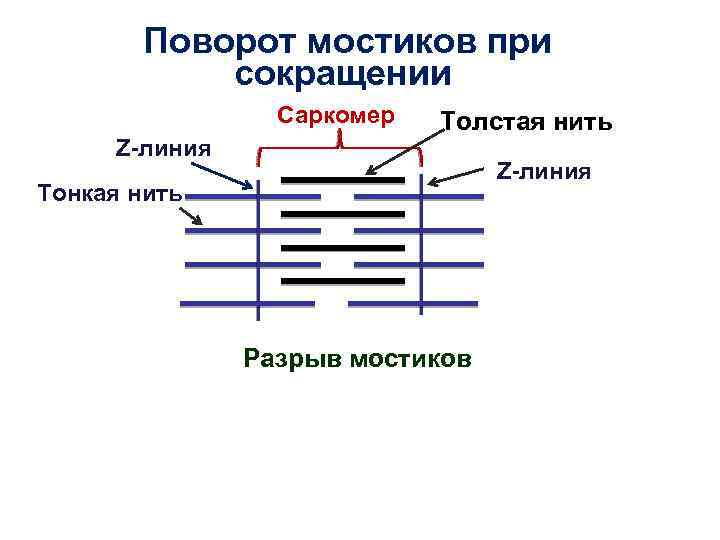 Поворот мостиков при сокращении Саркомер Z-линия Толстая нить Z-линия Тонкая нить Разрыв мостиков 