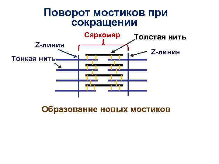 Поворот мостиков при сокращении Саркомер Z-линия Тонкая нить Толстая нить Z-линия Образование новых мостиков