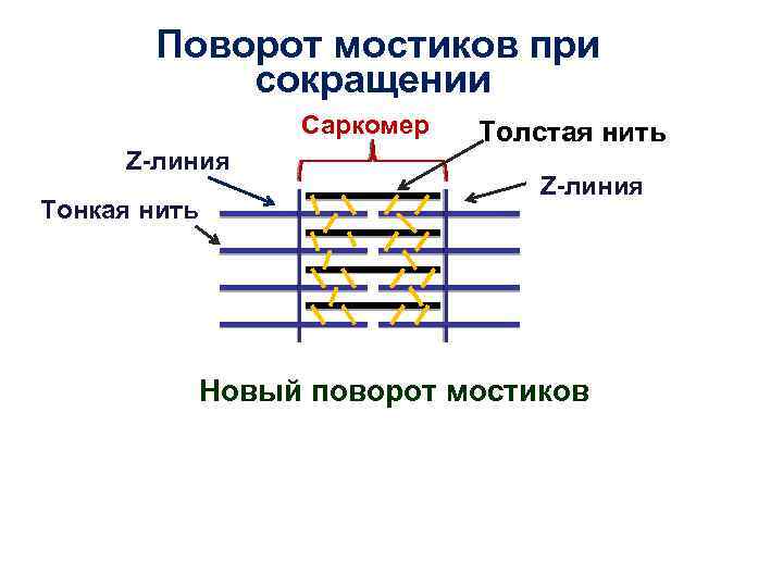 Поворот мостиков при сокращении Саркомер Z-линия Тонкая нить Толстая нить Z-линия Новый поворот мостиков