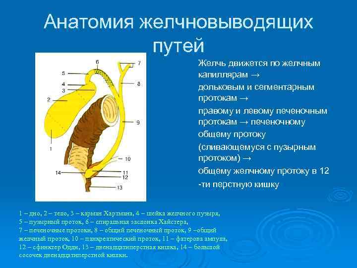 Карта вызова желчнокаменная болезнь