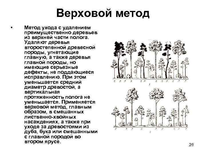 Верховой метод • Метод ухода с удалением преимущественно деревьев из верхней части полога. Удаляют