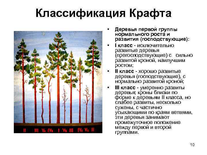 Классификация Крафта • • Деревья первой группы нормального роста и развития (господствующие): I класс