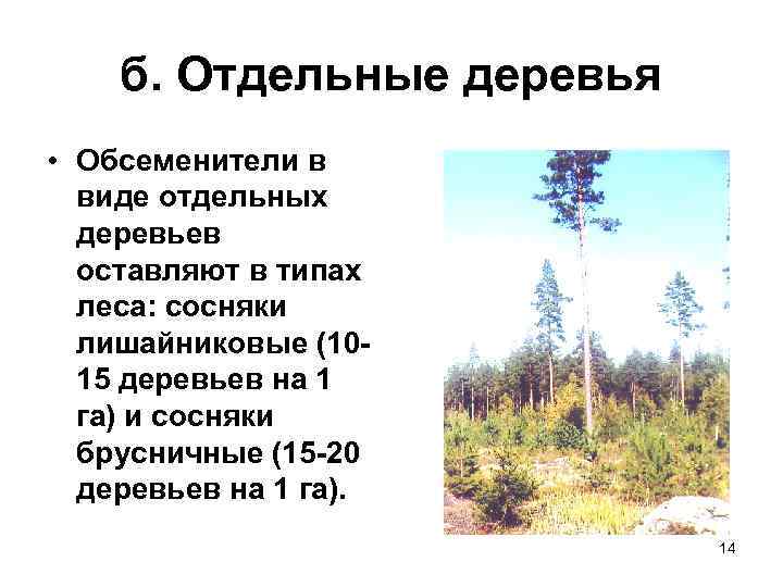 б. Отдельные деревья • Обсеменители в виде отдельных деревьев оставляют в типах леса: сосняки