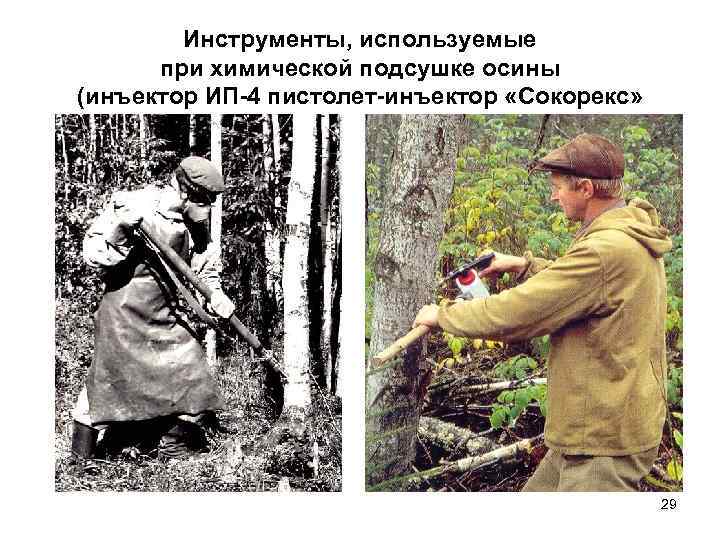 Инструменты, используемые при химической подсушке осины (инъектор ИП-4 пистолет-инъектор «Сокорекс» 29 