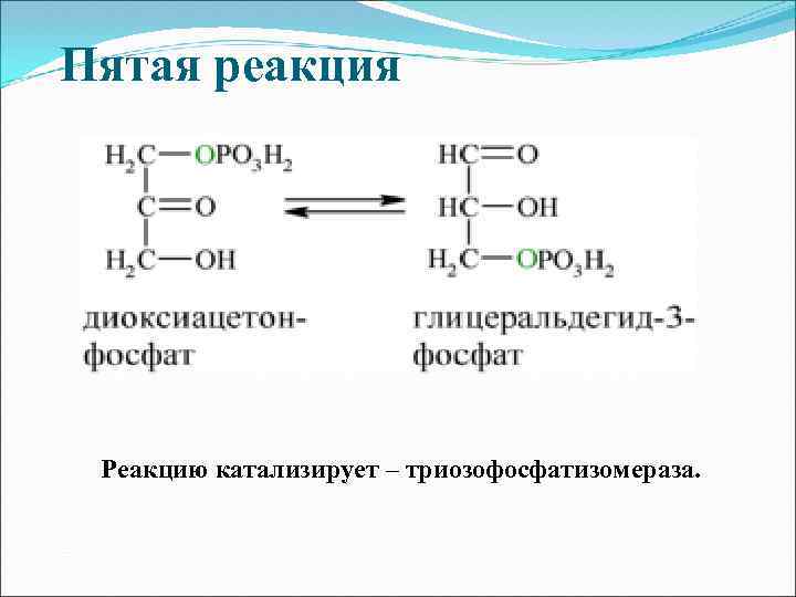 Пятая реакция Реакцию катализирует – триозофосфатизомераза. 
