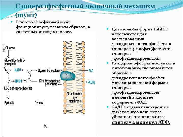 Глицеролфосфатный челночный механизм (шунт) Глицеролфосфатный шунт функционирует, главным образом, в скелетных мышцах и мозге.