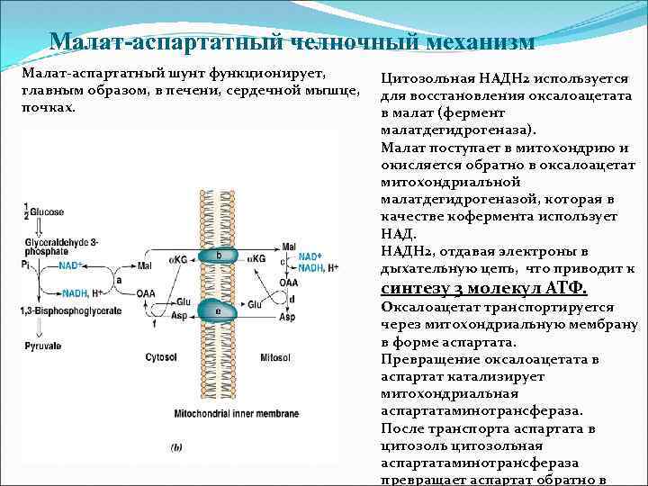 Схемы челночных механизмов биохимия