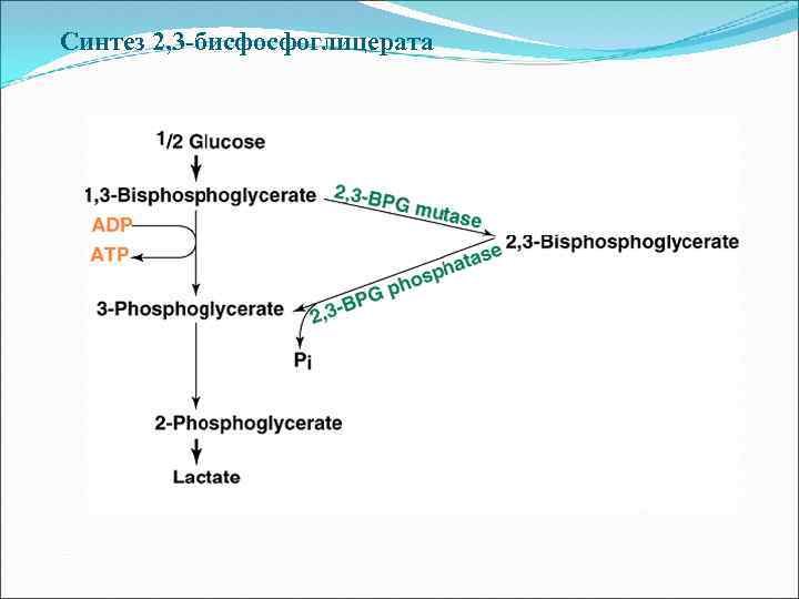 Синтез 2, 3 -бисфосфоглицерата 