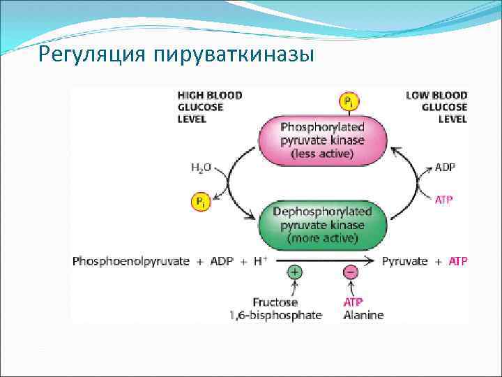 Гликолиз обмен. Пируваткиназа гликолиз. Пируваткиназа регуляция. Пируваткиназа фермент. Пируваткиназа биохимия.