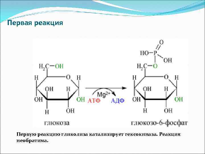 Первая реакция Первую реакцию гликолиза катализирует гексокиназа. Реакция необратима. 