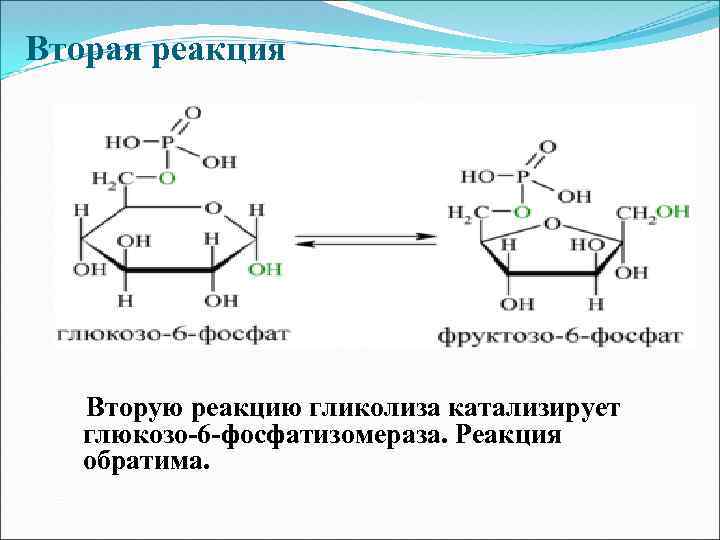 Вторая реакция Вторую реакцию гликолиза катализирует глюкозо-6 -фосфатизомераза. Реакция обратима. 