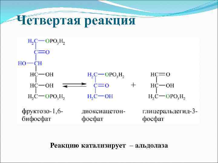 Четвертая реакция Реакцию катализирует – альдолаза 