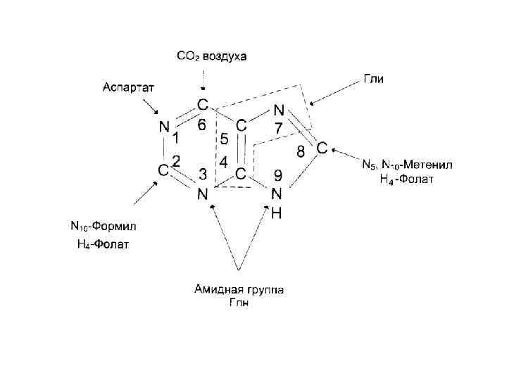 Общая схема распада нуклеиновых кислот пищи