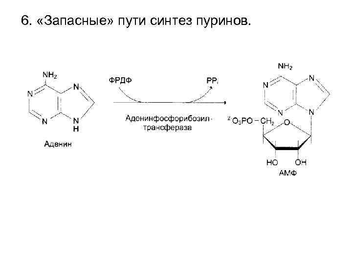 6. «Запасные» пути синтез пуринов. 