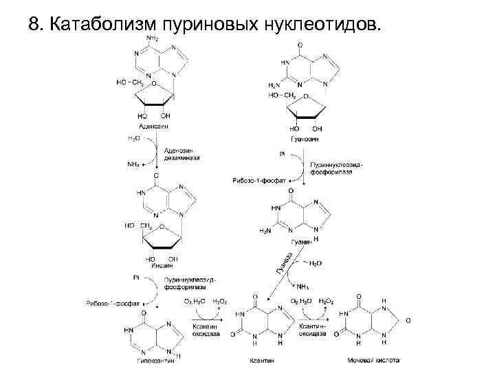 Пуриновыми нуклеотидами являются. Катаболизм пуриновых нуклеотидов биохимия. Реакции катаболизма пуриновых азотистых оснований. Продукт катаболизма пуриновых нуклеотидов, подагра.. Представьте схему катаболизма пуриновых нуклеотидов.
