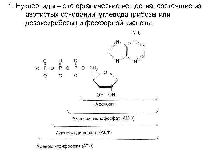 Схема строения какого вещества изображена на рисунке азотистое основание рибоза