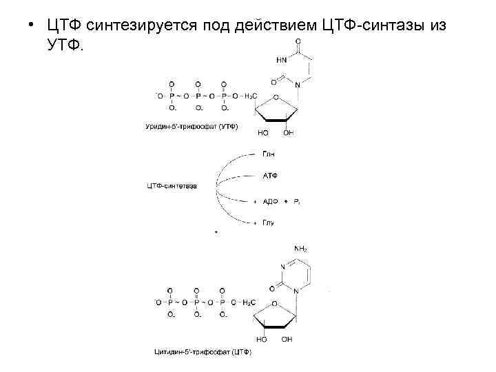 Цтф