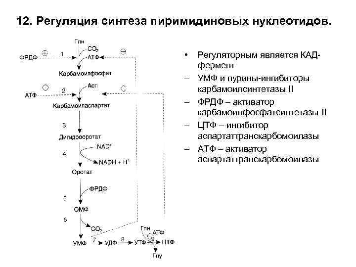 Общая схема синтеза и распада пиримидиновых нуклеотидов