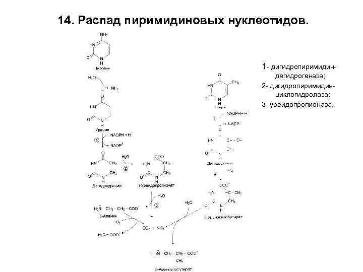 Общая схема синтеза и распада пиримидиновых нуклеотидов