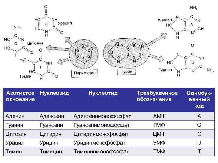 Общая схема распада нуклеиновых кислот пищи