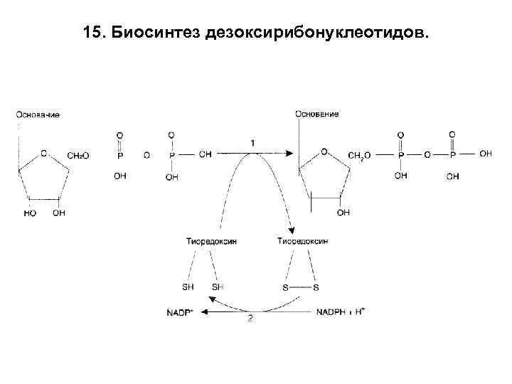 15. Биосинтез дезоксирибонуклеотидов. 